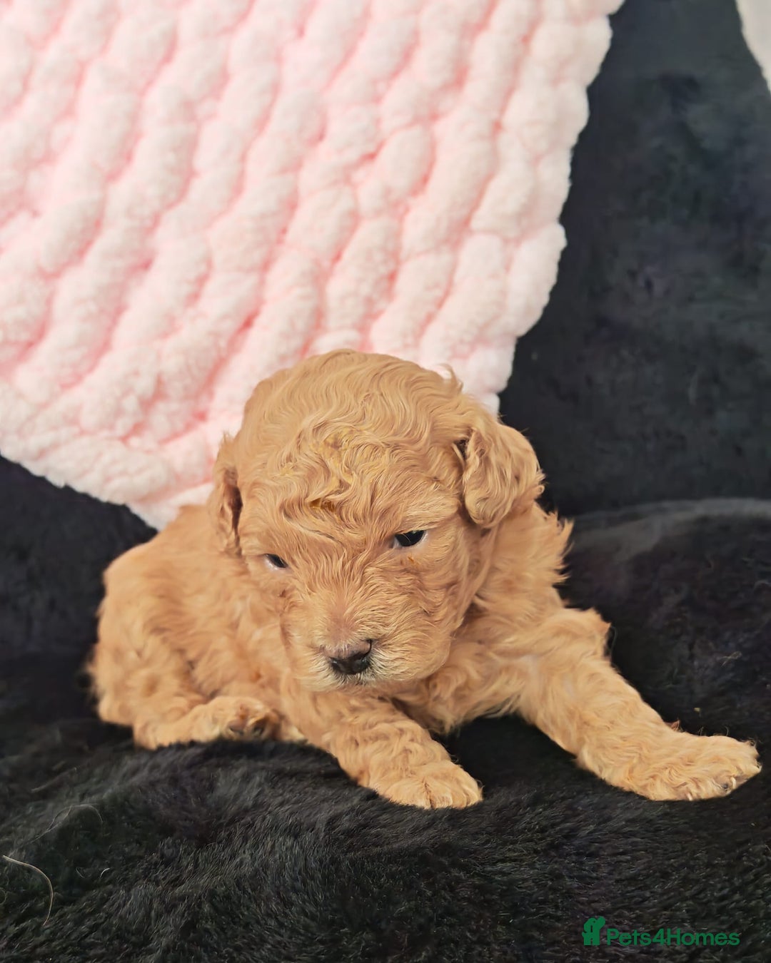 Mixed Breed dogs for sale: BEAUTIFUL SMALL MALTIPOO  BABY'S  - Image 10