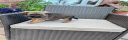 Border Terrier dogs for sale: Pedigree K C Reg Border Terrier Puppies for sale in Derby - Advert 25