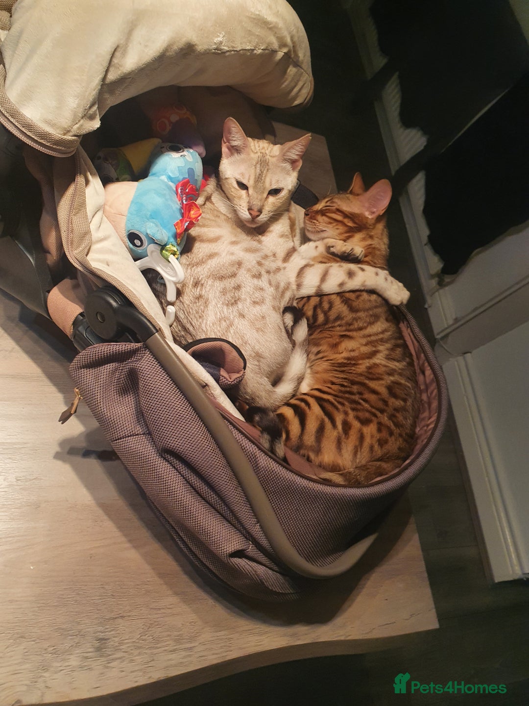 Bengal cats for sale: Mother and daughter bengal for rehoming  - Image 7