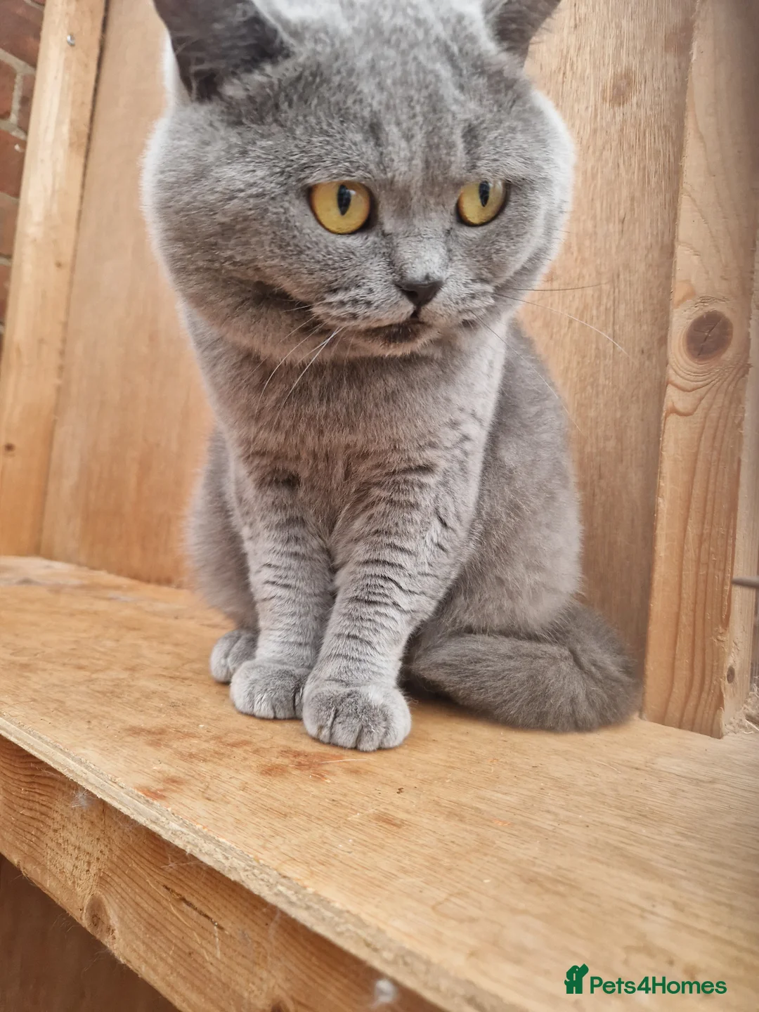 British Shorthair cats for sale: Tica British Shorthair Male - Advert 2