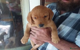 Labrador Retriever dogs for sale: Sweet labrador puppies - Image 3