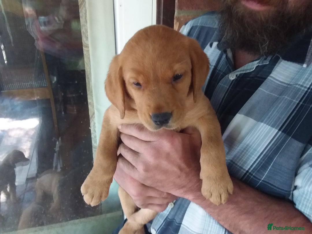Labrador Retriever dogs for sale: Sweet labrador puppies - Image 3
