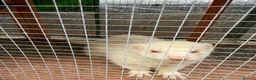Ferret rodents for sale: 2x male ferrets  - Advert 1