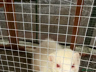 Ferret rodents 2x male ferrets - Advert 1