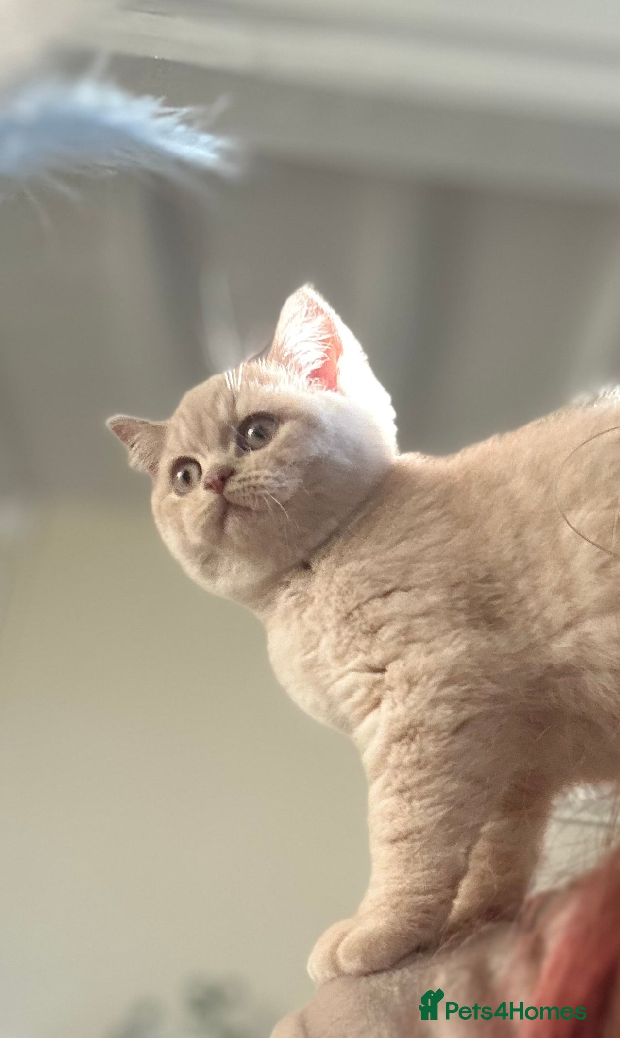 British Shorthair cats TICA Reg Cream BSH Boy - Advert 1
