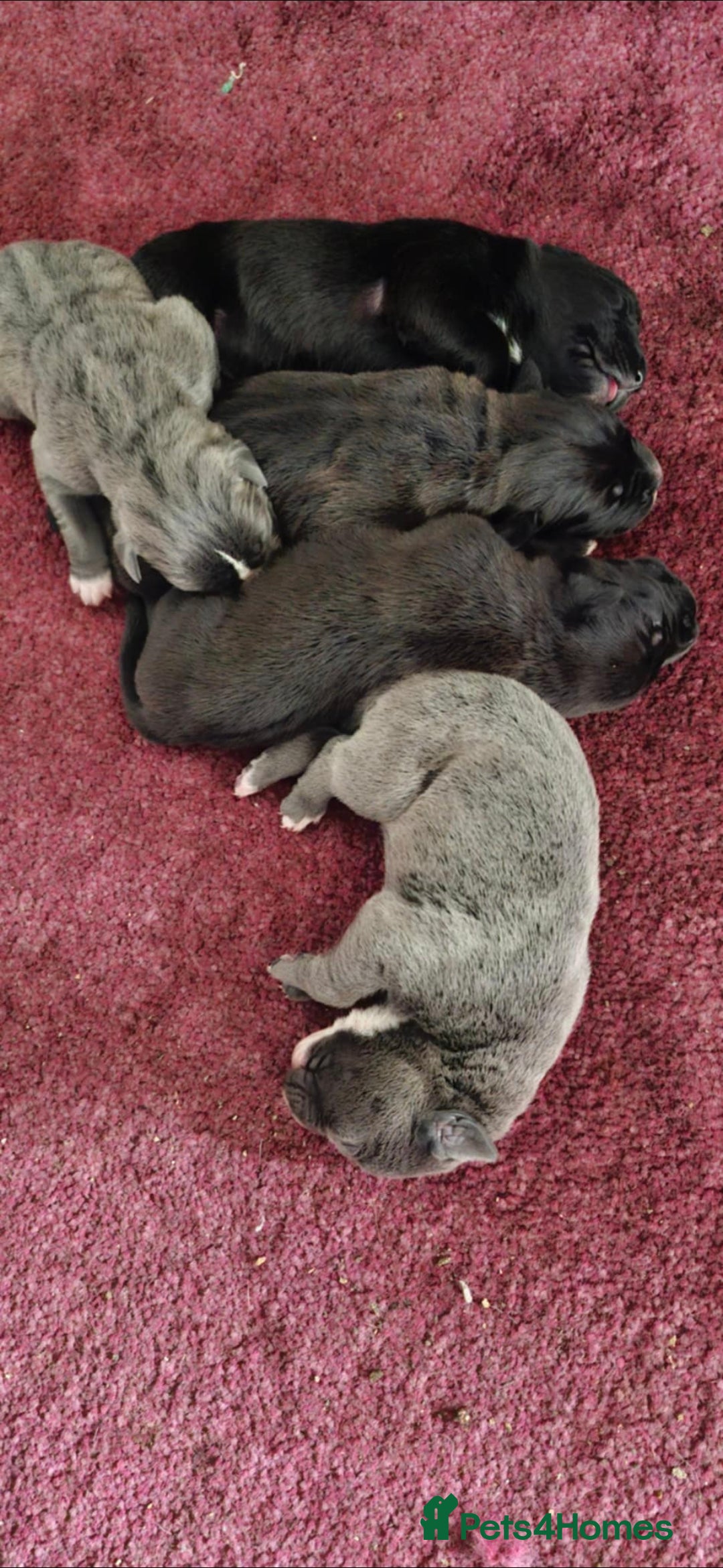 Cane Corso dogs for sale: Cane corso pups - Image 8