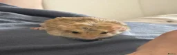Gerbil rodents for sale: Fat tail gerbil / Duprasi - Advert 3