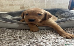 Labrador Retriever dogs for sale: Deep Fox Red KC FTCH labpups Health Tested Parents - Image 7