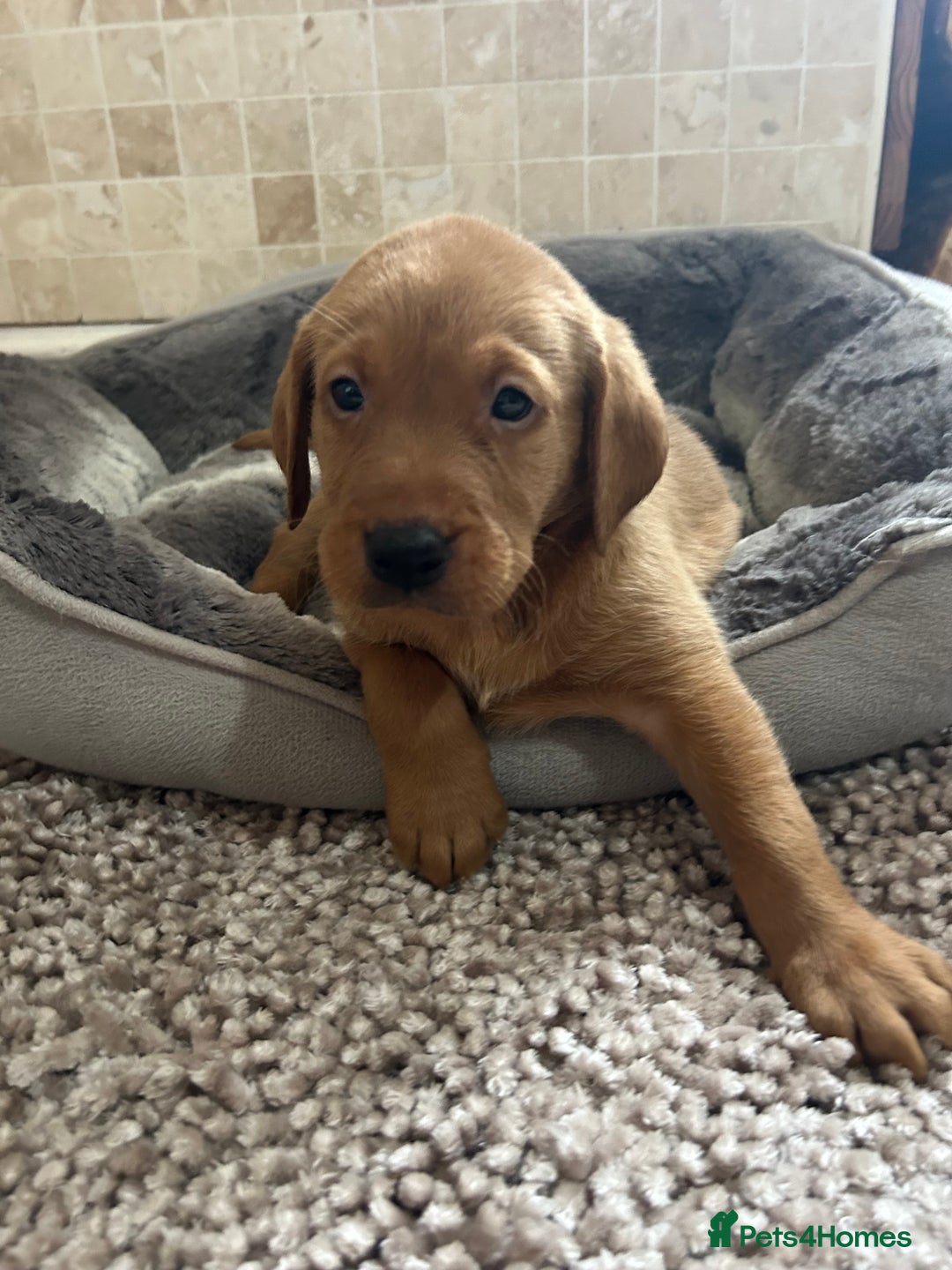 Labrador Retriever dogs for sale: Deep Fox Red KC FTCH labpups Health Tested Parents - Image 7