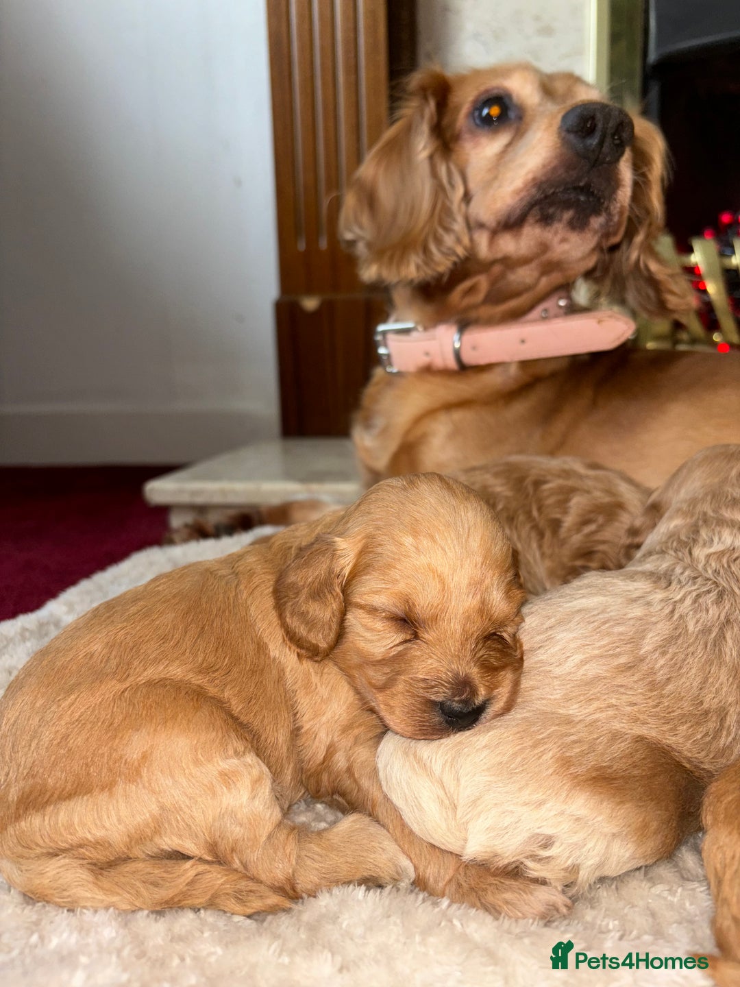 Cockapoo dogs for sale: Beautiful F1 cockapoos - Image 8