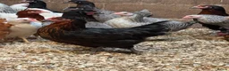 Chickens poultry for sale: Pol chickens for sale  in Coventry - Advert 2