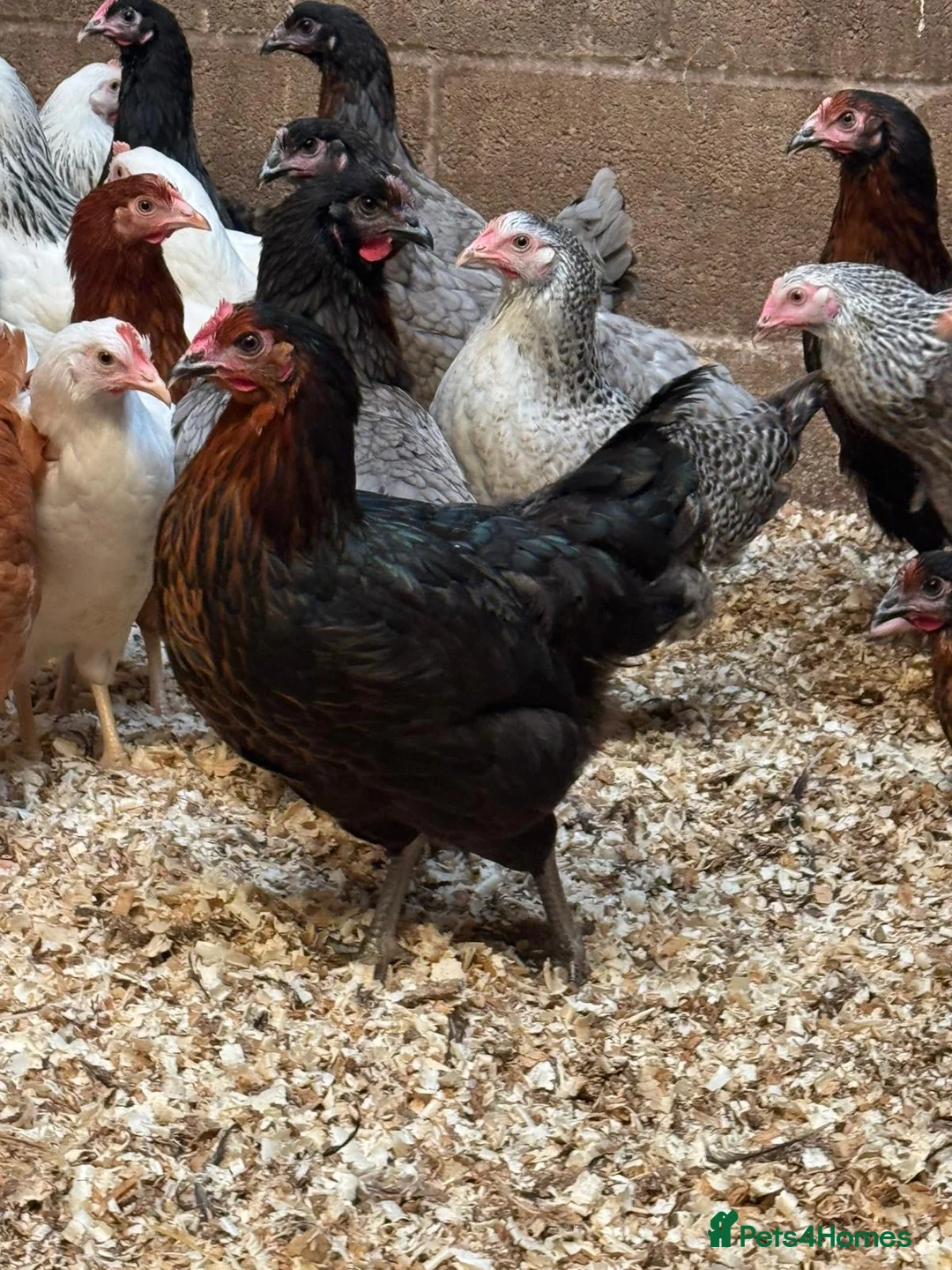 Chickens poultry for sale: Pol chickens for sale  in Coventry - Advert 2