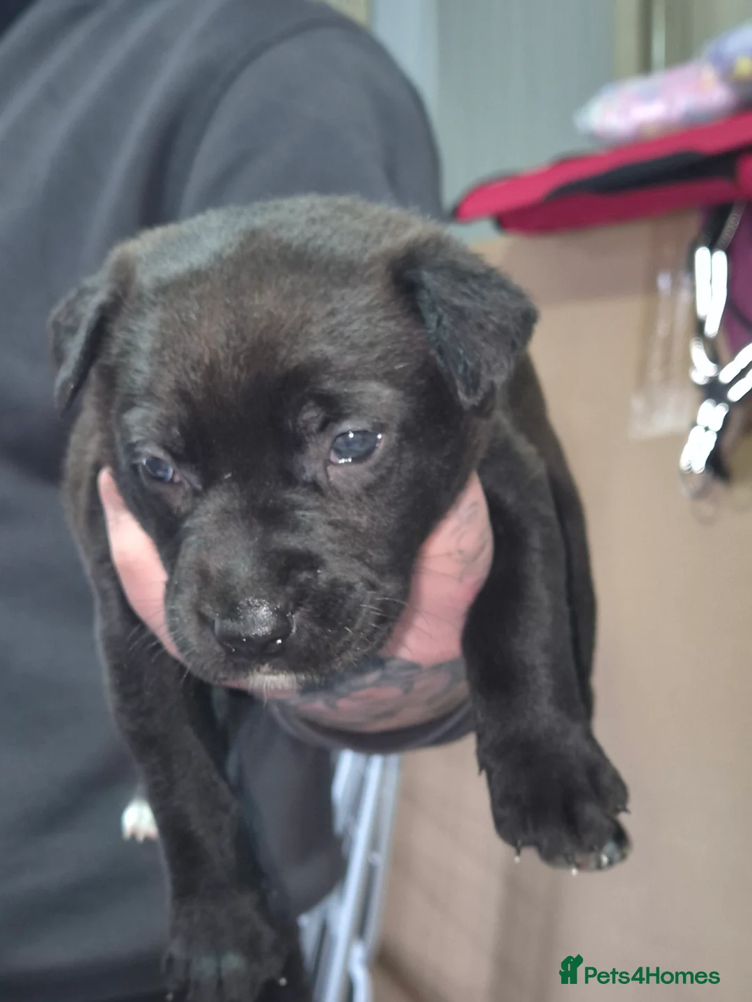 Mixed Breed dogs for sale: 6 Beautiful puppies for sale in Darwen - Advert 2