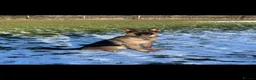 German Shepherd dogs for sale: German Shepherd - Jango  - Advert 13