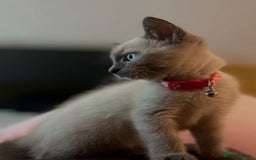 Siamese cats for sale: 🐱 BEAUTIFUL SIAMESE KITTENS - Advert 8