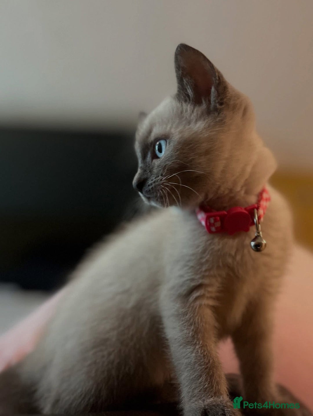 Siamese cats for sale: 🐱 BEAUTIFUL SIAMESE KITTENS - Advert 8