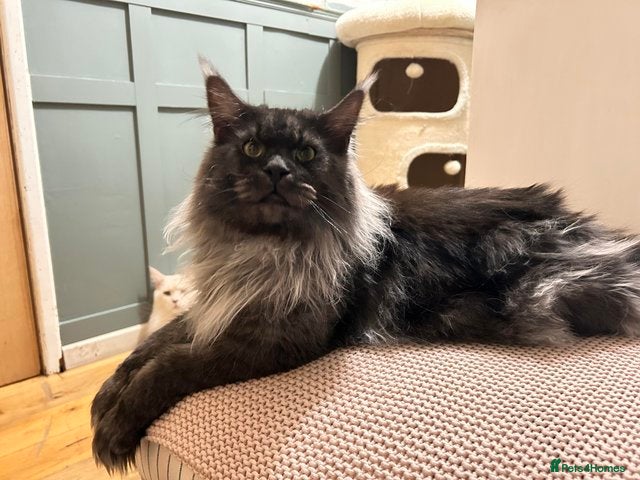 Maine Coon cats STUNNING GREY MAINCOON KITTEN - Advert 1