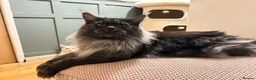 Maine Coon cats for sale: STUNNING GREY MAINCOON KITTEN - Advert 1