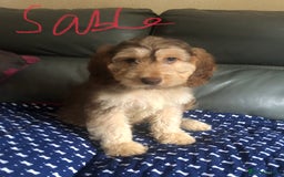 Cockapoo dogs for sale: Fully vac’d Dna health tested clear Cockapoo’s  - Image 15