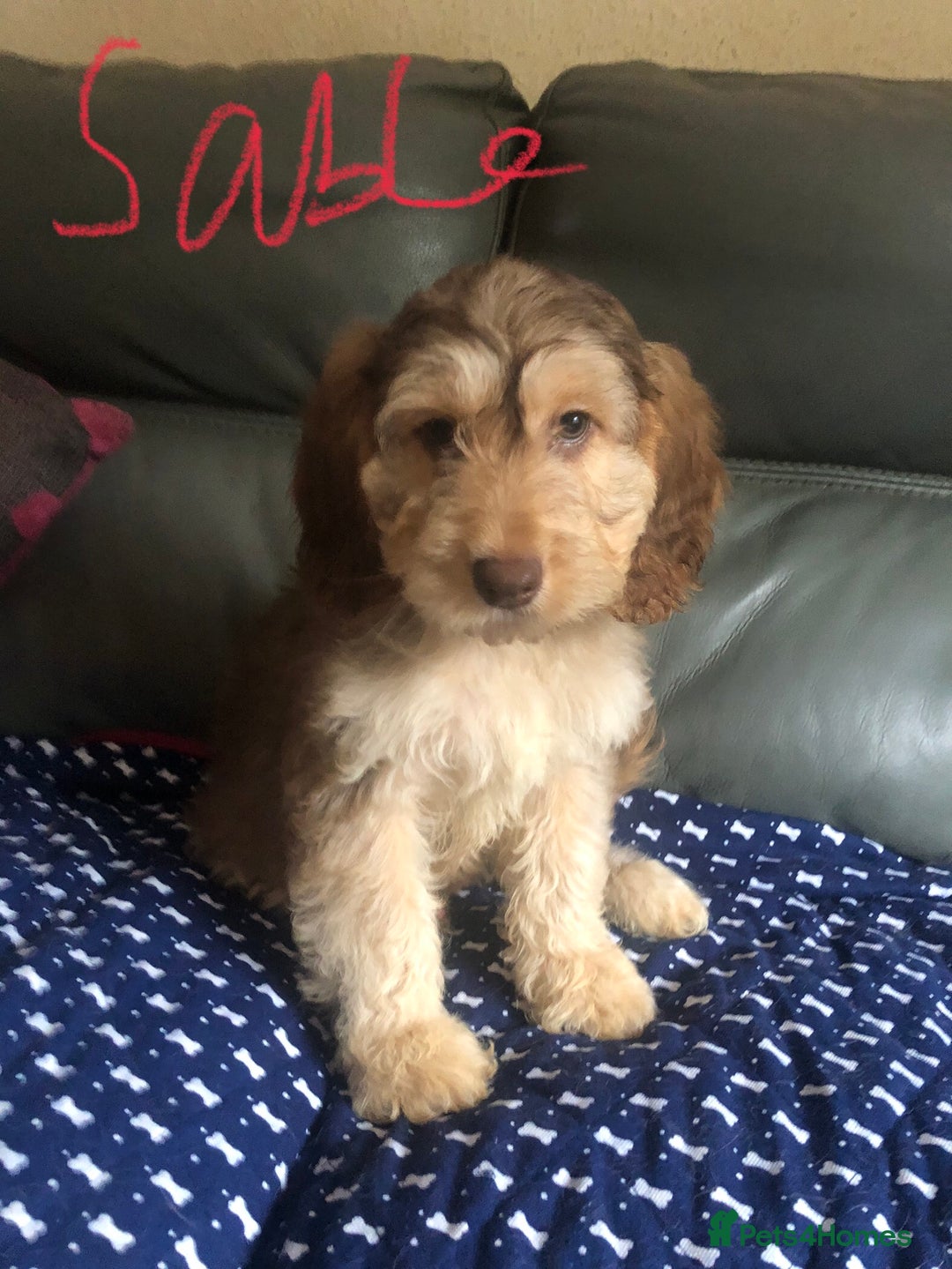 Cockapoo dogs for sale: Fully vac’d Dna health tested clear Cockapoo’s  - Image 15