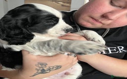 Cocker Spaniel dogs for sale: Beautiful kc registered cocker spaniel puppies - Image 2