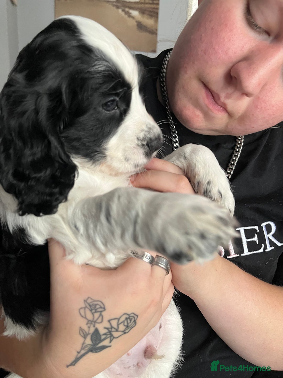 Cocker Spaniel dogs for sale: Beautiful kc registered cocker spaniel puppies - Image 2