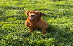 Labrador Retriever dogs for sale: Fox Red Labradors - Image 4