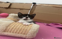 British Shorthair cats for sale: Three British shorthair kittens  - Image 1