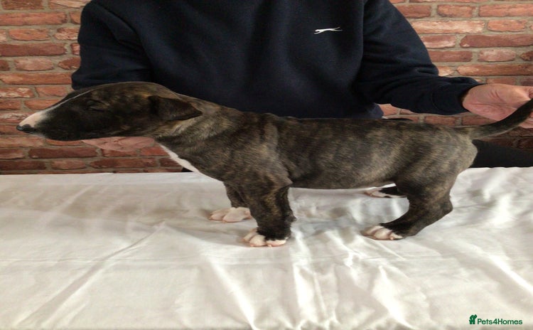 English Bull Terrier dogs - Advert 1