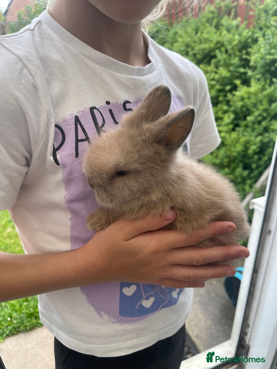 Lionhead rabbits for sale: Adorable Lionhead Baby Bunnies – Ready Early July - Image 5