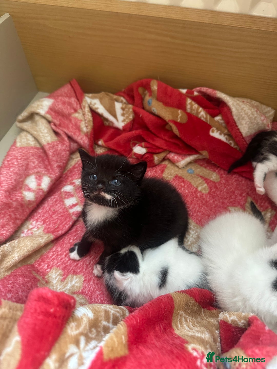 Mixed Breed cats for sale: Fluffy kittens - Image 10