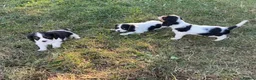 Cavalier King Charles Spaniel dogs for sale: Beautiful Cavalier Puppies Looking for Forever in Ashford - Advert 16