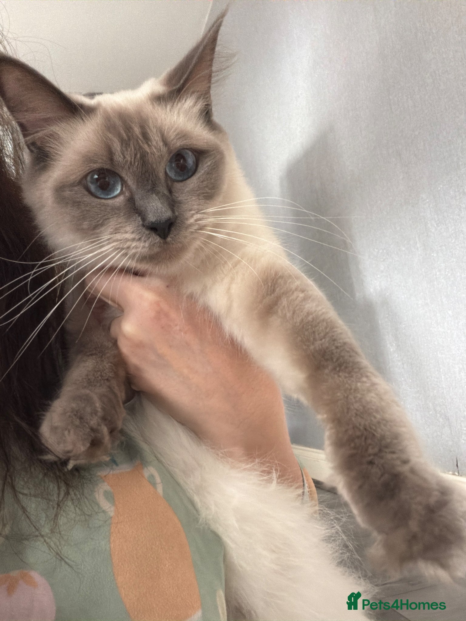 Ragdoll cats for sale: Ragdoll cross Norwegian forest cat - Advert 2