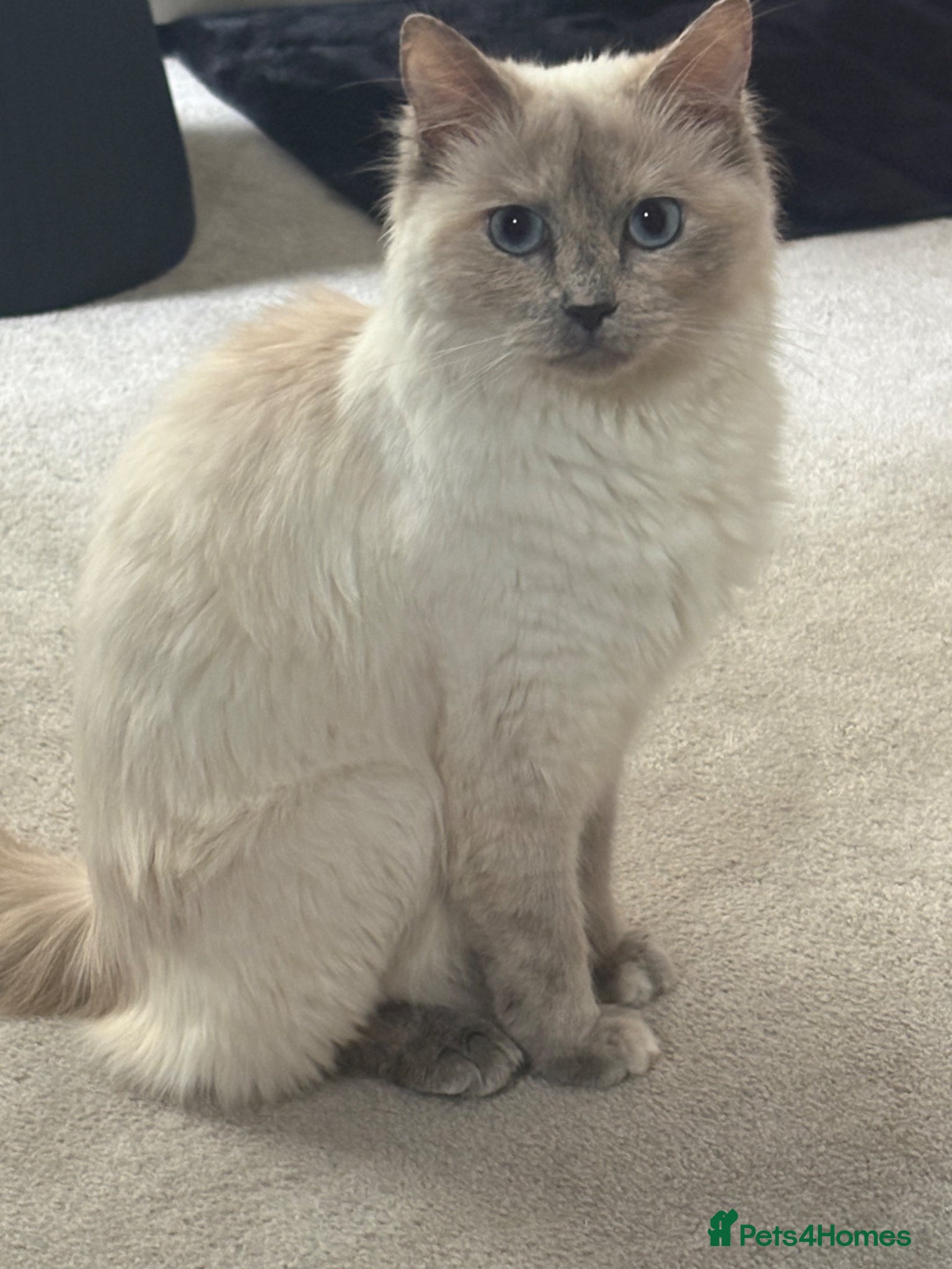 Ragdoll cats ragdoll X maine coone kittens  - Advert 1