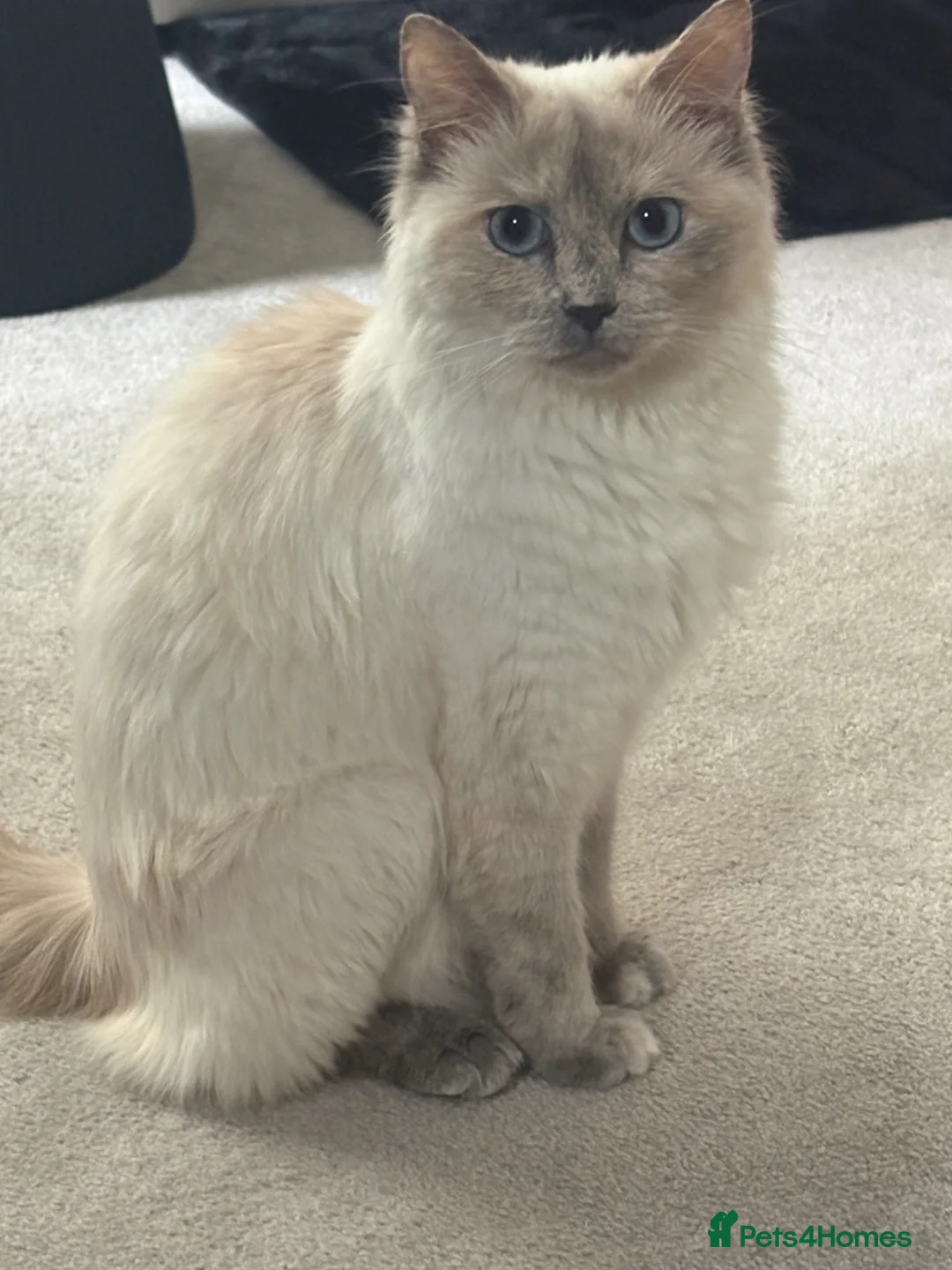 Ragdoll cats for sale: ragdoll X maine coone kittens  in Walsall - Advert 1