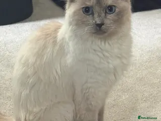 Ragdoll cats ragdoll X maine coone kittens - Advert 6