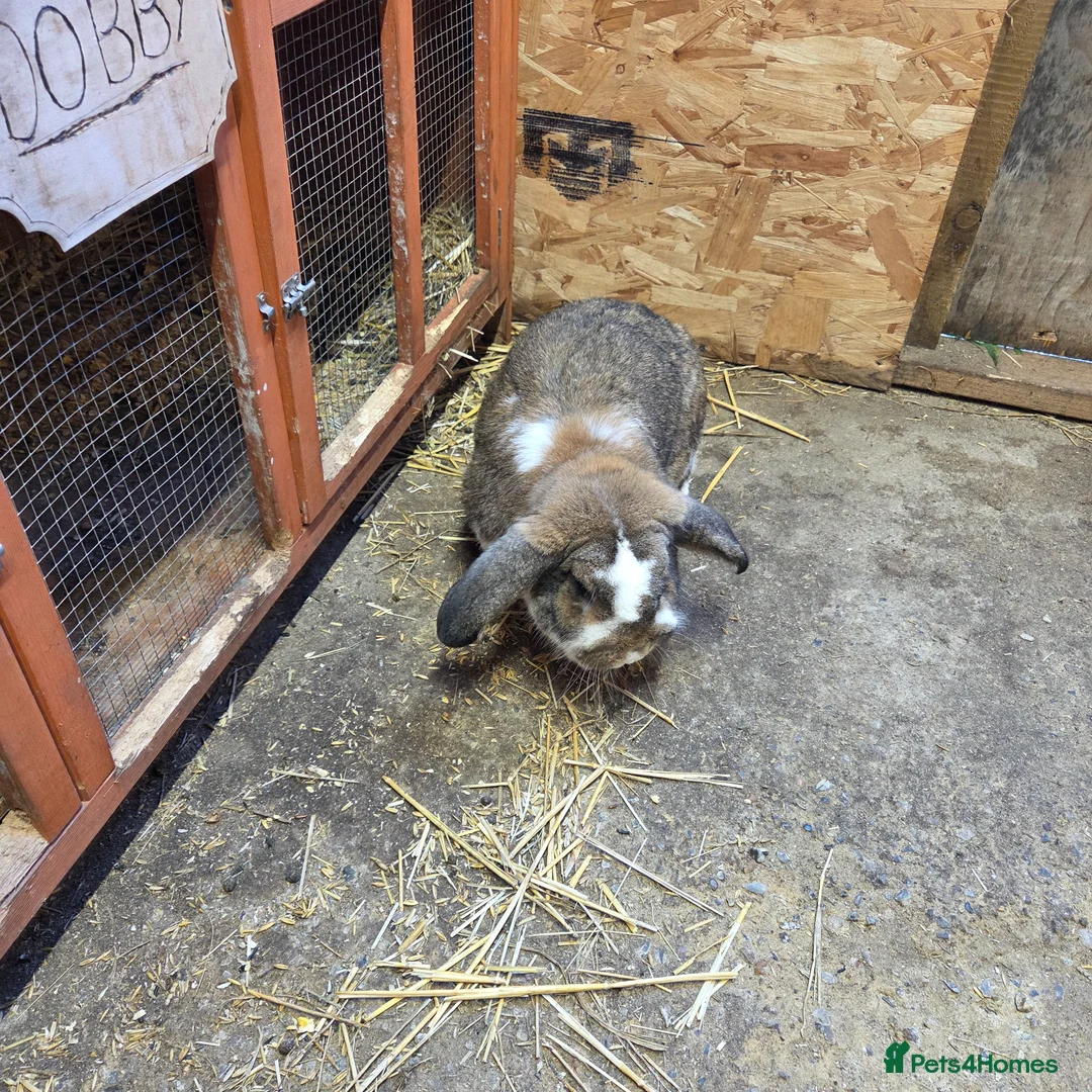 French Lop rabbits for sale: Giant french lop buck - Advert 9