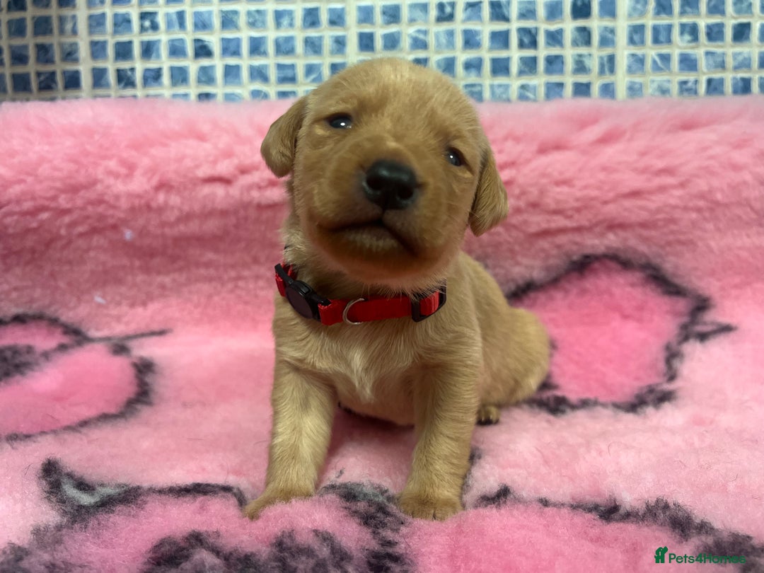 Labrador Retriever dogs for sale: 2 Labrador Retrievers girls left  - Advert 28