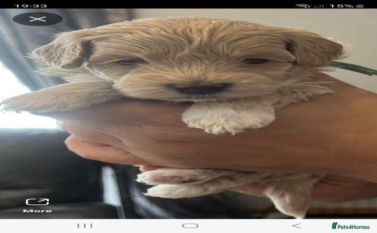 Maltipoo dogs - Advert 16