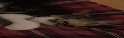 Mixed Breed cats for sale: Beautiful tabby cat looking for a forever home - Advert 8