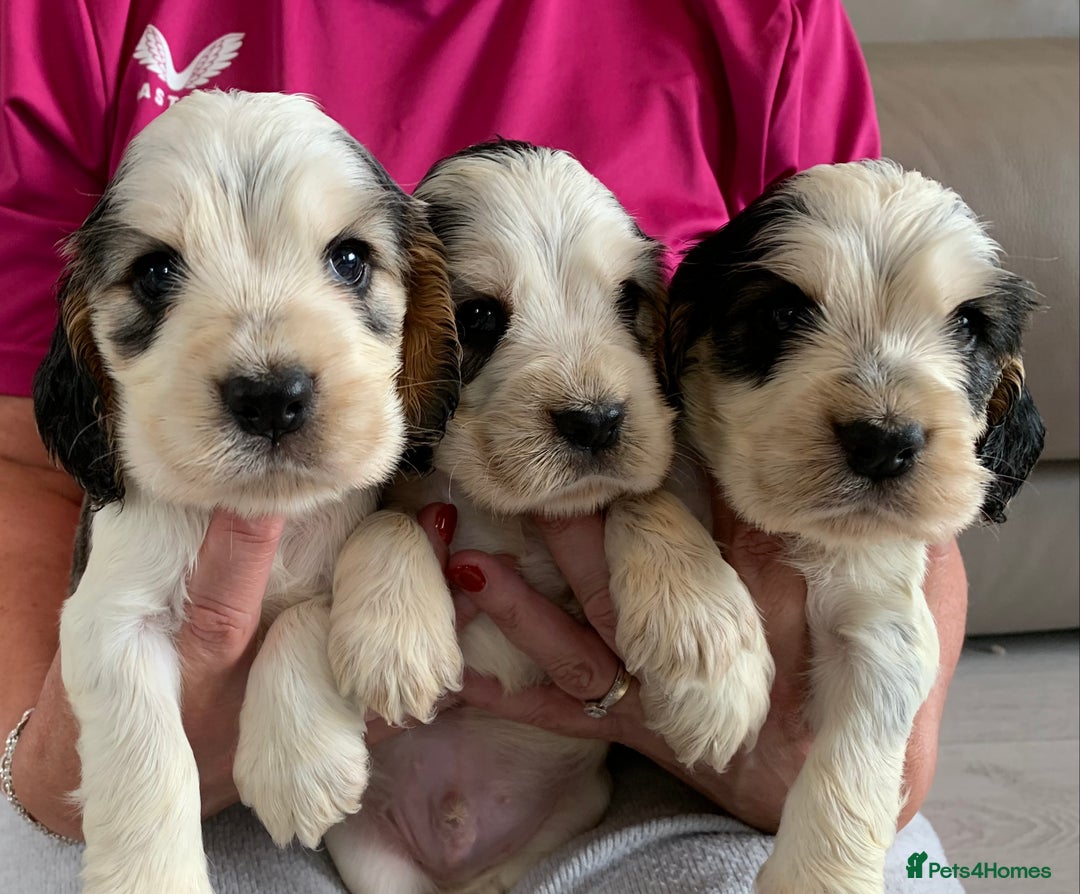 Cocker Spaniel dogs for sale: Health tested KC reg show type cocker spaniels  in Abergele - Image 12