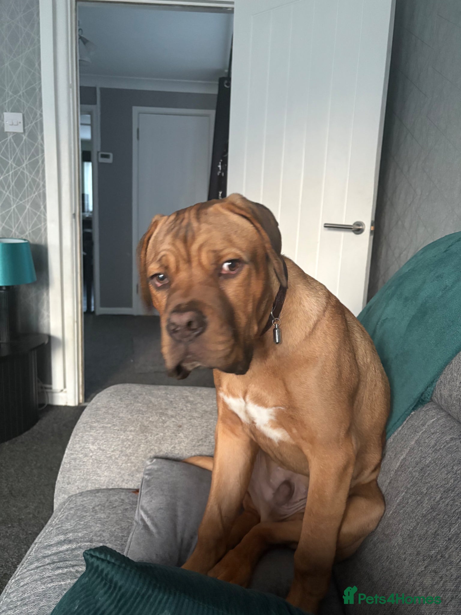 Dogue De Bordeaux dogs 5 month old mastiff puppy called Goose - Advert 1