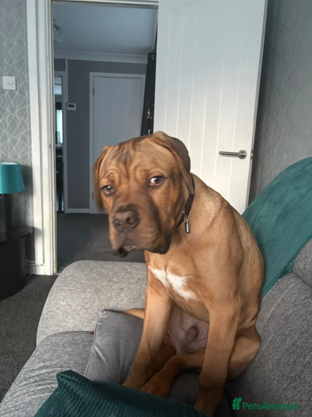 Dogue De Bordeaux dogs for sale: 5 month old mastiff puppy called Goose - Advert 1