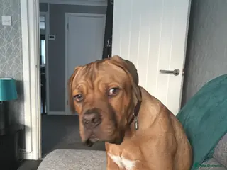 Dogue De Bordeaux dogs 5 month old mastiff puppy called Goose - Advert 9