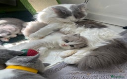British Shorthair cats for sale: 🐻 Beautiful Teddy Bear BSH and BLH 🐻 - Image 28