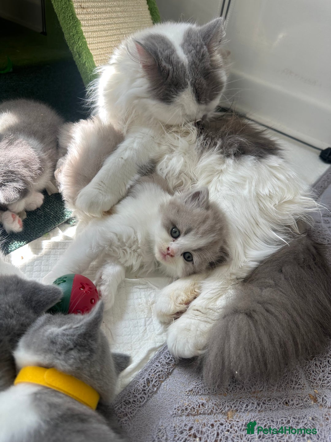 British Shorthair cats for sale: 🐻 Beautiful Teddy Bear BSH and BLH 🐻 - Image 28