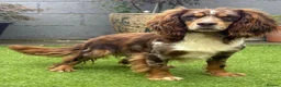 Cocker Spaniel dogs for stud: Working Merle Cocker Spaniel For Stud - Advert 3