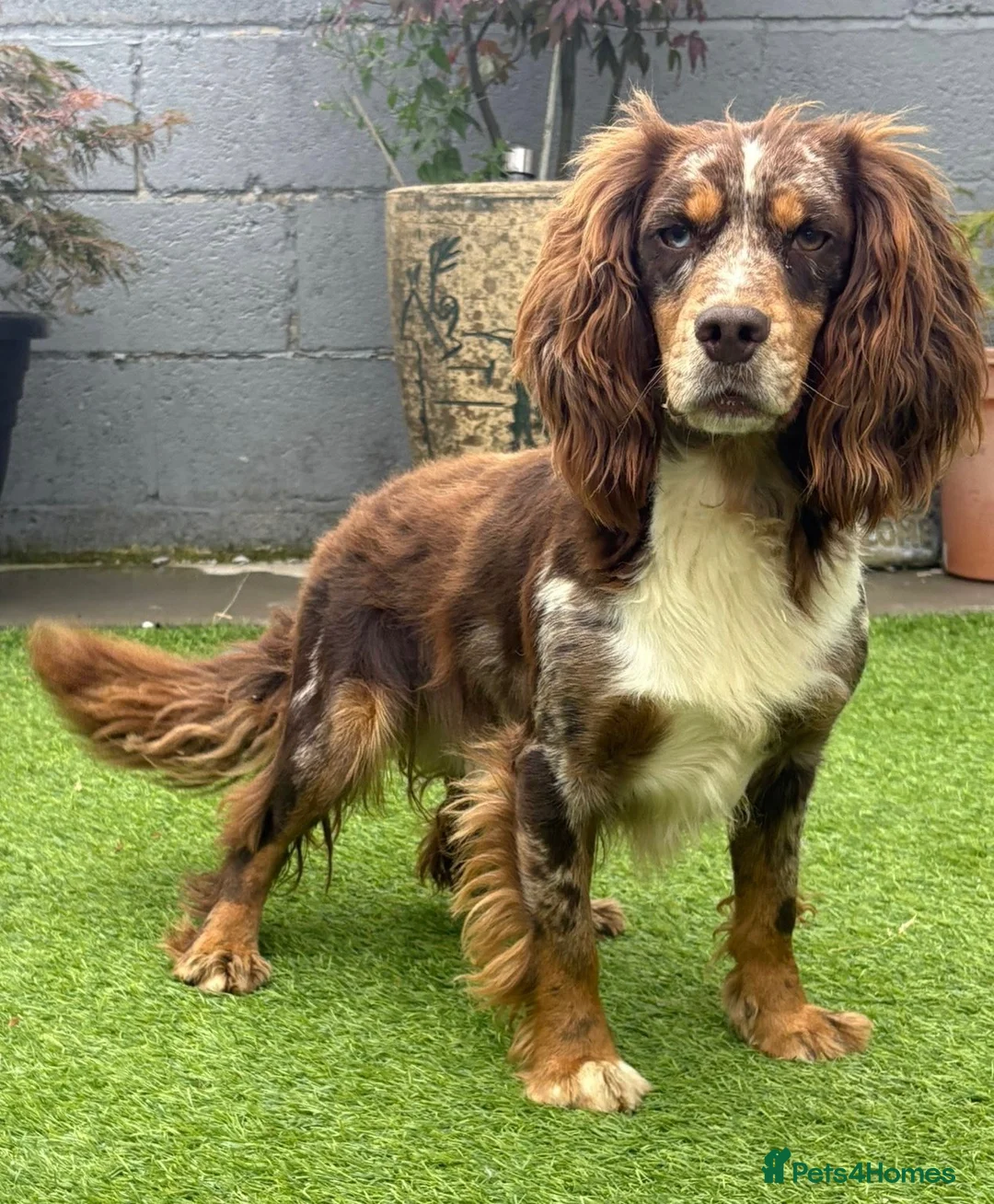 Cocker Spaniel dogs for stud: Working Merle Cocker Spaniel For Stud - Advert 3