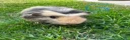 Guinea Pig rodents for sale: Female and male Guinea Pigs For Sale - Advert 3