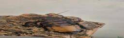 Cockroaches invertebrates for sale: Madagascan hissing cockroach nymphs + adults - Advert 4